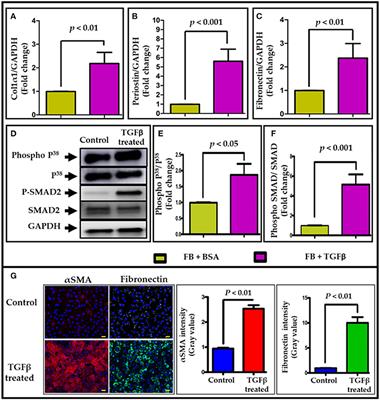 Myofibroblast-Derived Exosome Induce Cardiac Endothelial Cell Dysfunction